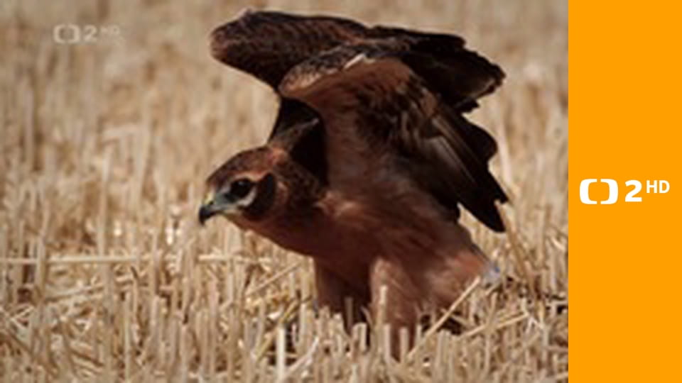 Zprávy v českém znakovém jazyce