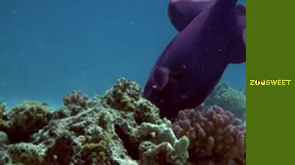 Escape to nature - episode 1