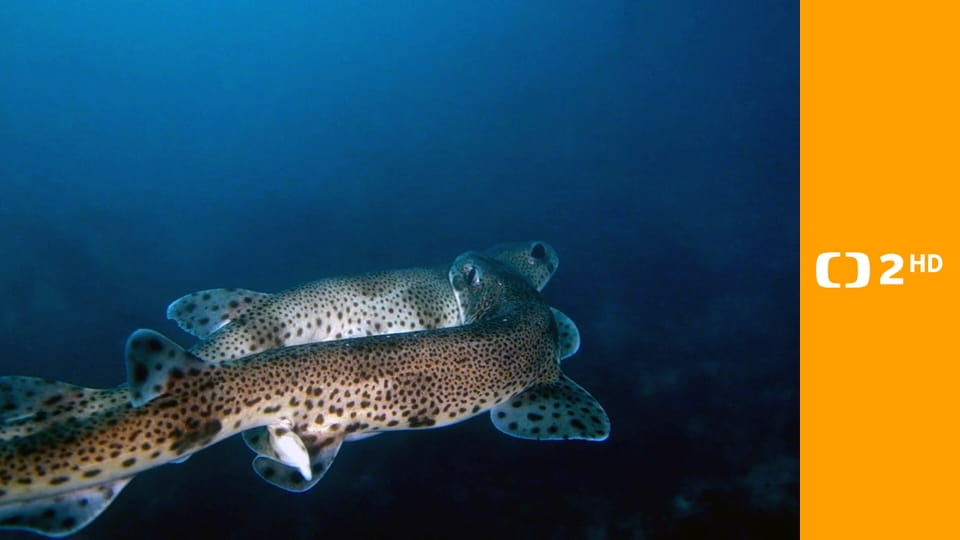 Příroda Walesu S2E2 - Tajemství divočiny