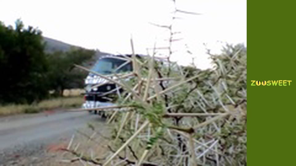 Siaya, Season 1, Episode 20