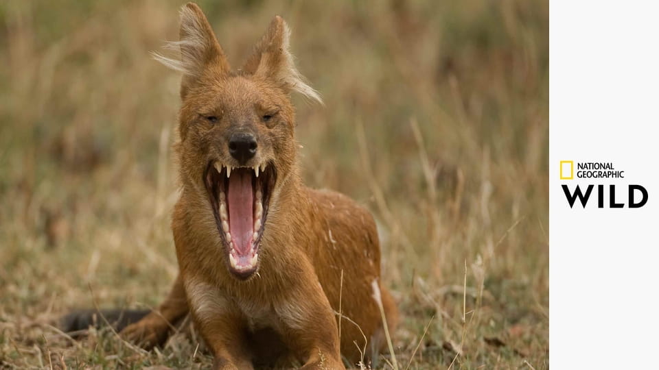 Divoká Indie S1E2 - Monzunový les