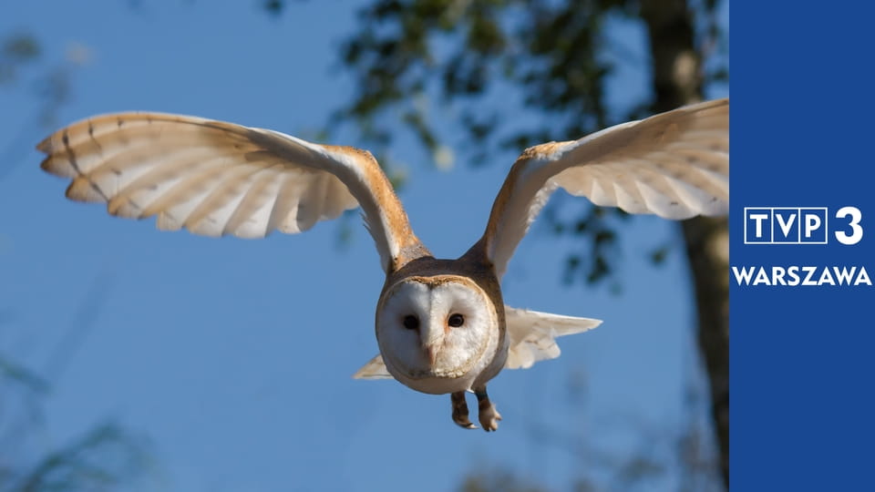 Prywatne życie zwierząt