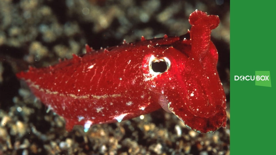 Podwodne królestwo S1E3