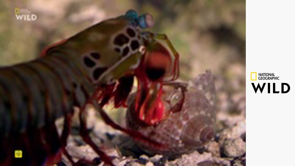 Tajný život predátorov (1)