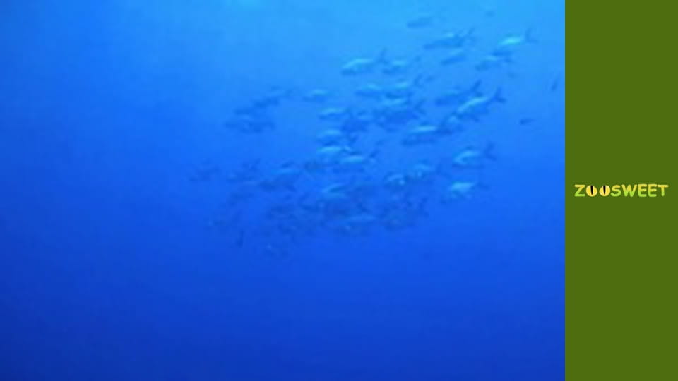 Animal communities, Season 1, Episode 8