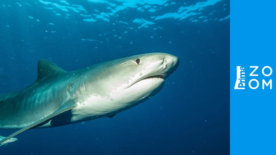 Největší zabijáci Afriky S6E3 - Malí, ale smrtící