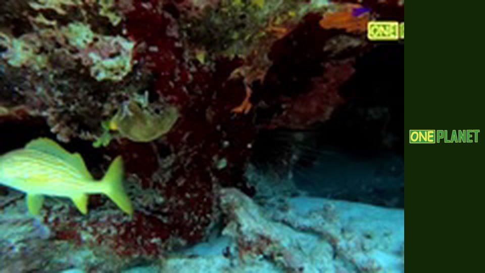 Дальние берега, 2 сезон, 7 эп.