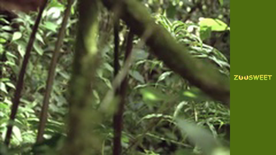 Survival, Season 1, Episode 29