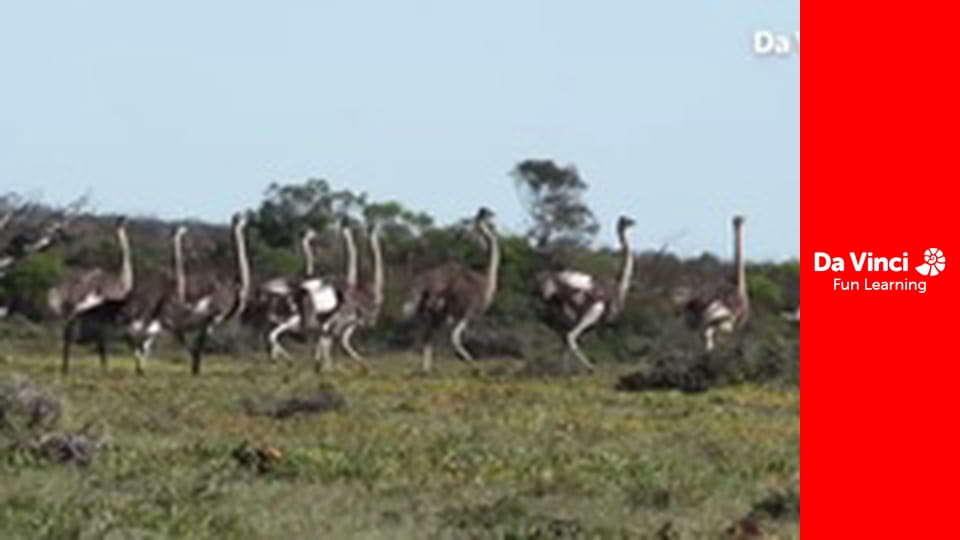 Siyaya - Vad Fokföld - De Hoop - A remény helye