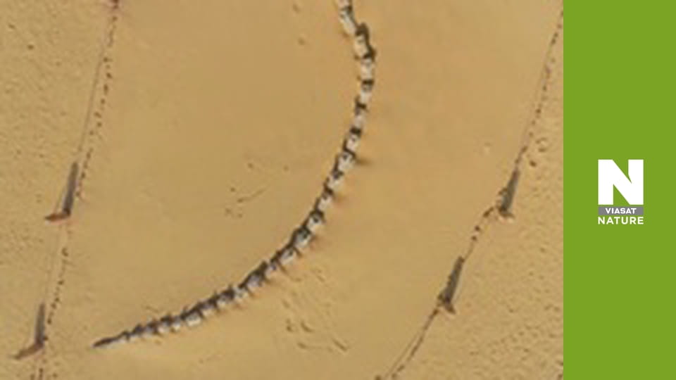 Lost Beasts: Unearthed - Secrets of the Terror Whale