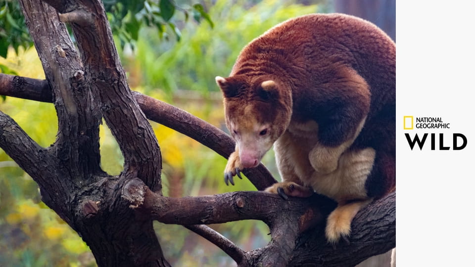 Деревья-кенгуру: Призраки леса