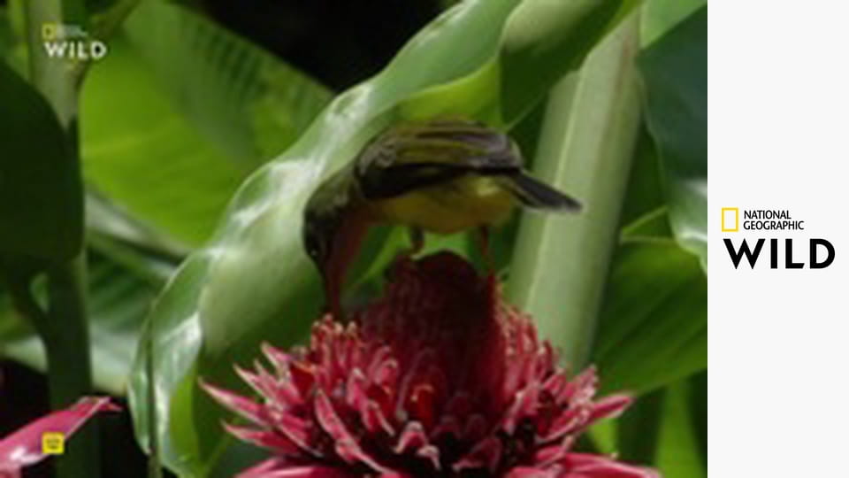 Tajemství rovníkové divočiny S1E2 - Borneo a Sumatra