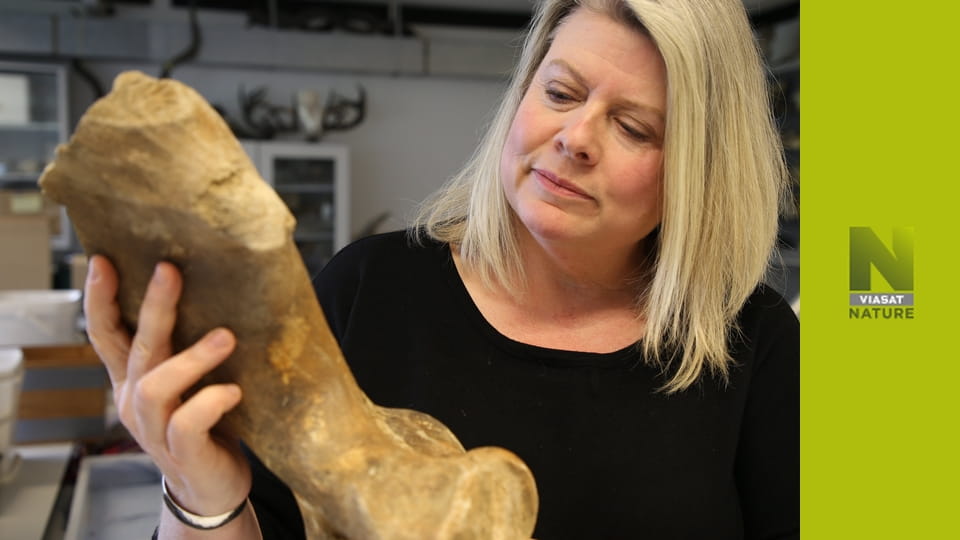 У пошуках загублених звірів S1E1 - Таємниці смертоносного тиранозавтра