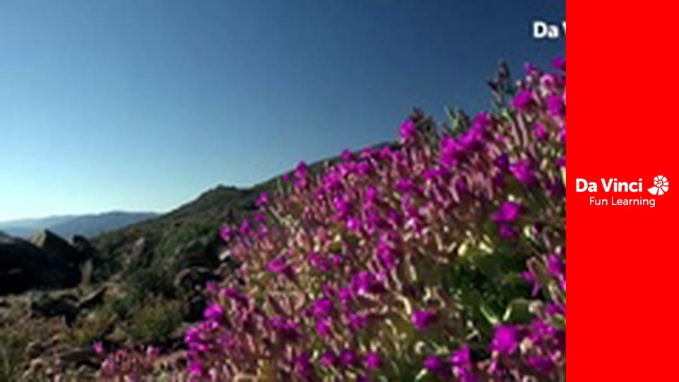 Siyaya - Veniți cu noi în sălbăticie - Pe urmele Marelui Șarpe - Partea 3: Lăsând urme adânci