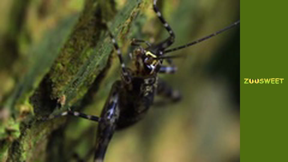 World of the Wild - episode 12