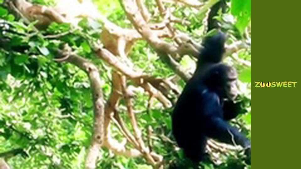 Animal communities, Season 1, Episode 10