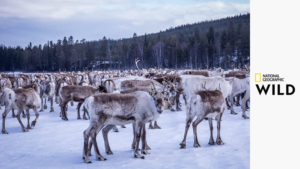 Новая дикая природа Европы S1E6 - Страна снега и льда