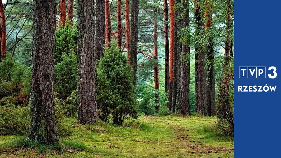 Ścieżką przez las E29 - Plan na podkarpacki las