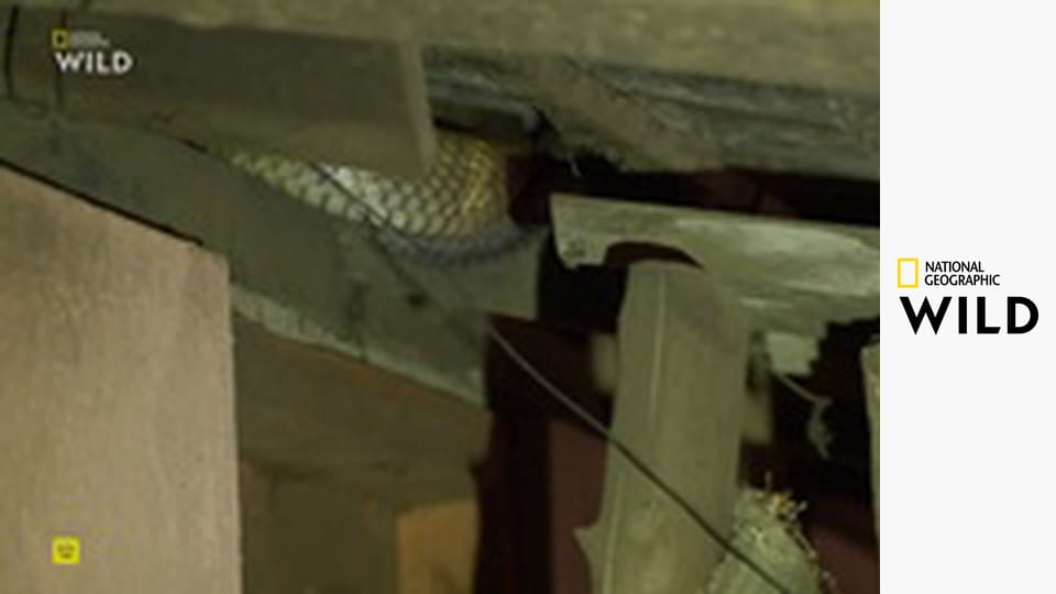 Hadi ve městě S10E4 - Královna mezi kobrami