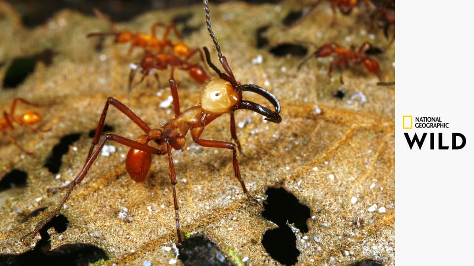 Необычная природа экватора S1E6 - Амазония: Великий потоп