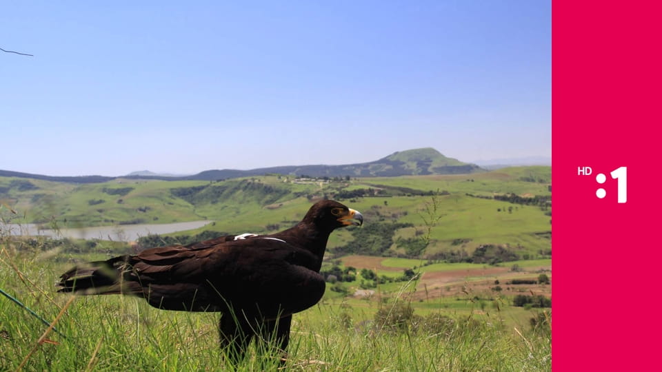 60 zabijakov divočiny E5 - Južná Afrika