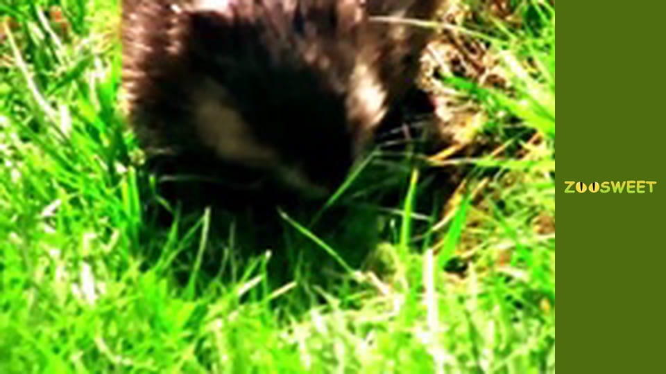 Animal communities, Season 1, Episode 12