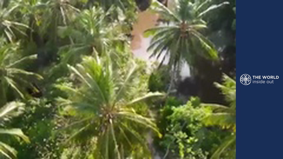 Journey to Marajó island and mangrove crab hunting. Brazil.