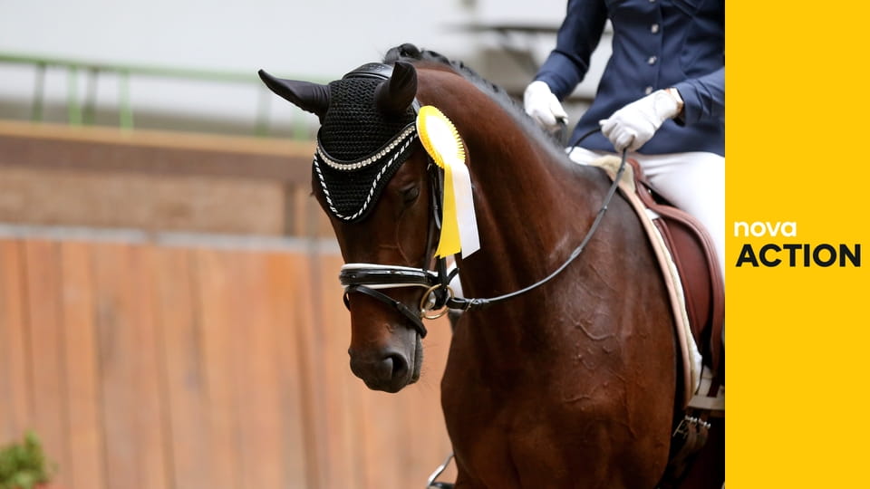 Studio Global Champions Prague Playoffs 2025 - Speciální studio s hosty