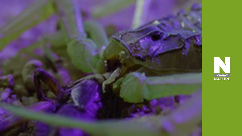 Эволюция - Лечение