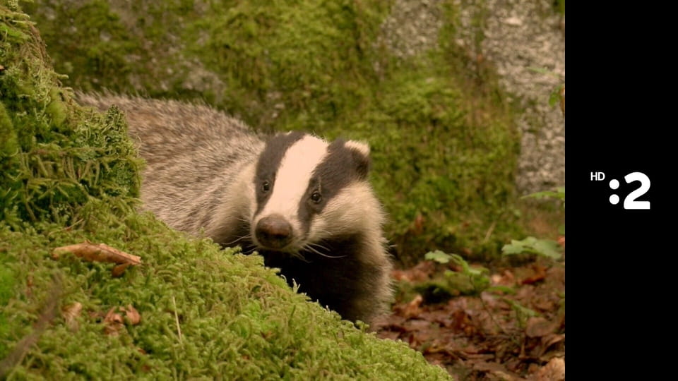 Byť tak zvieratkom E20 - Jazvec