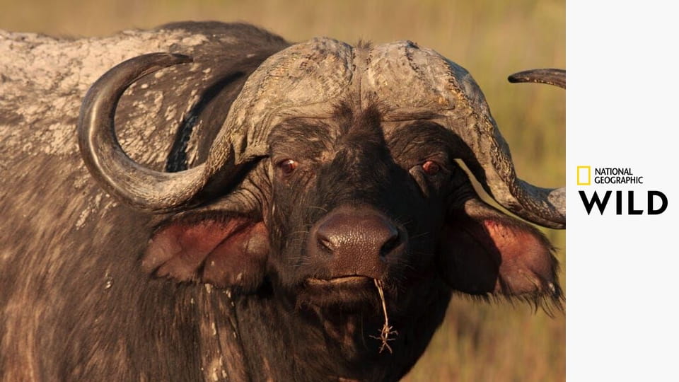 Кровная вражда - Лев против буйвола