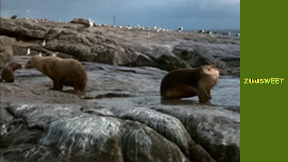 My friends are animals. Baby animals - episode 19