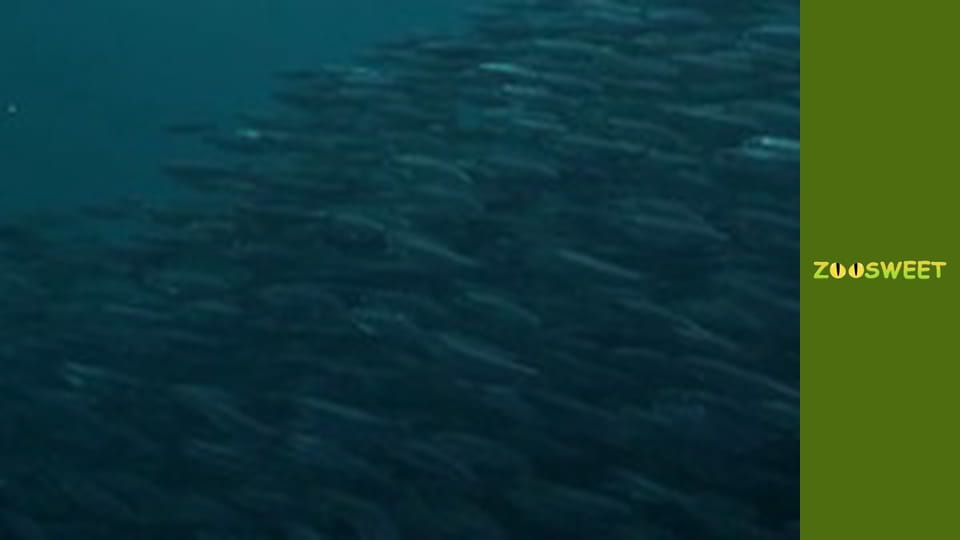 Special forces - episode 2