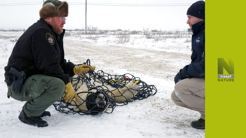Арктичні ветерани S1E3 - Шрами білуги, тріснутий дзьоб і зламані зуби білого ведмедя