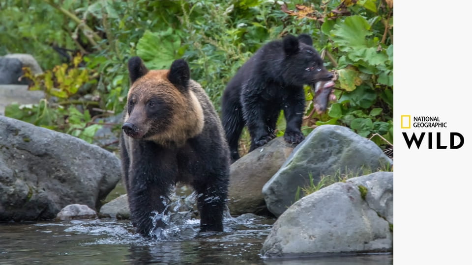 Дикие секреты Азии S1E1 - Юные и дикие