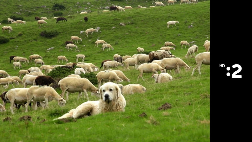 Byť tak zvieratkom E19 - Pakôň