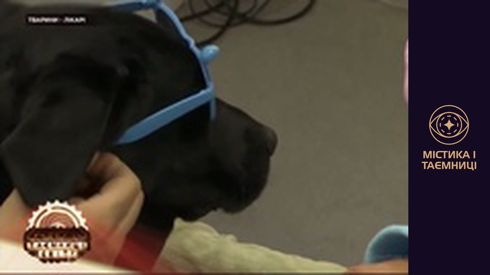 Secrets of the world. Animal doctors