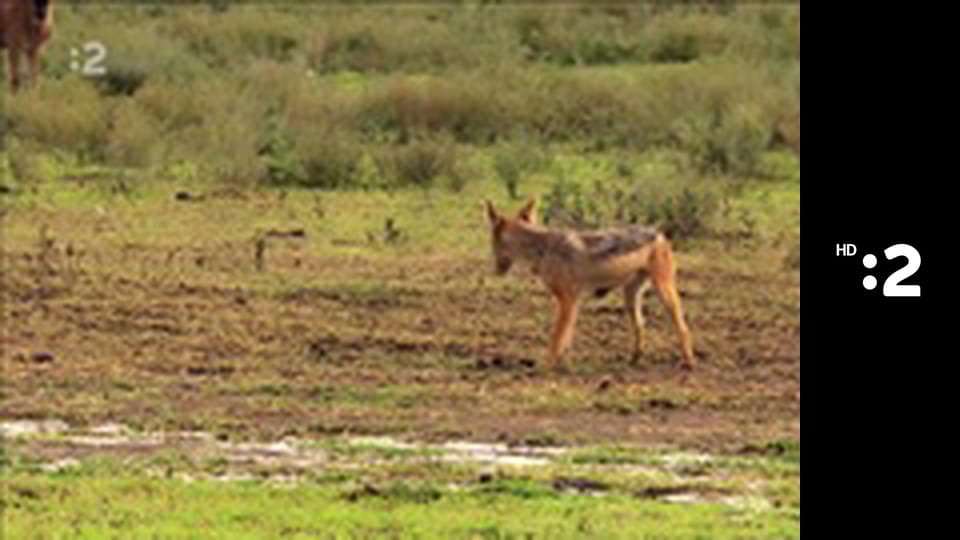 Byť tak zvieratkom E20 - Jazvec