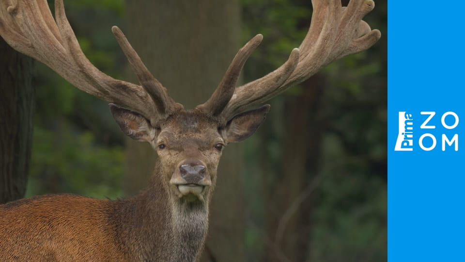 Zvířecí obři Evropy