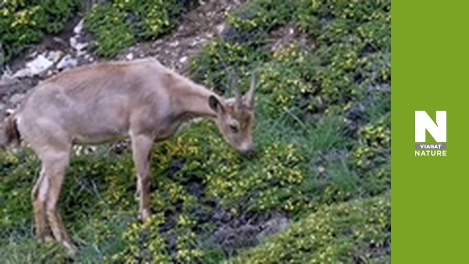 У пошуках сніжного барсу: Гонитва за тінню - Серія 2