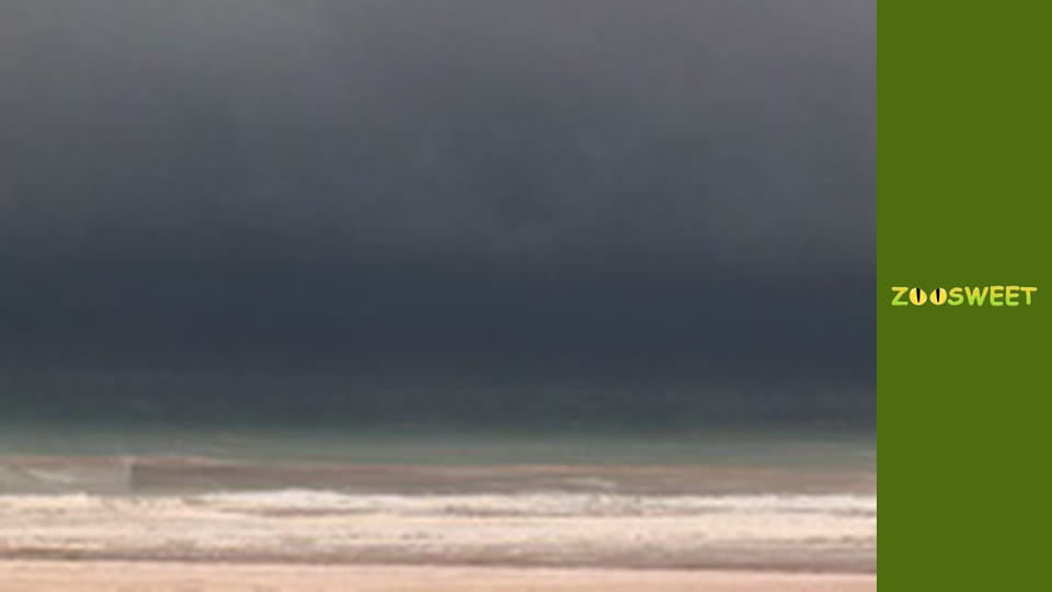 Сиая, Сезон 1, Выпуск 4