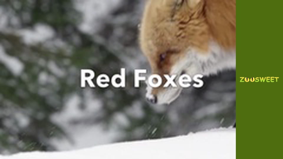 Let's go Wild, Episode 19