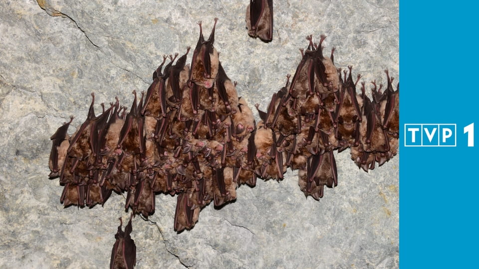 Świat dzikiej przyrody E3 - Dzik. Nieznośny intruz