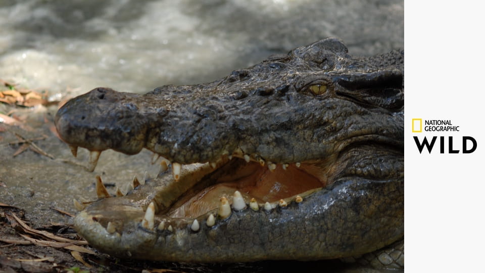 Убийственные змеи