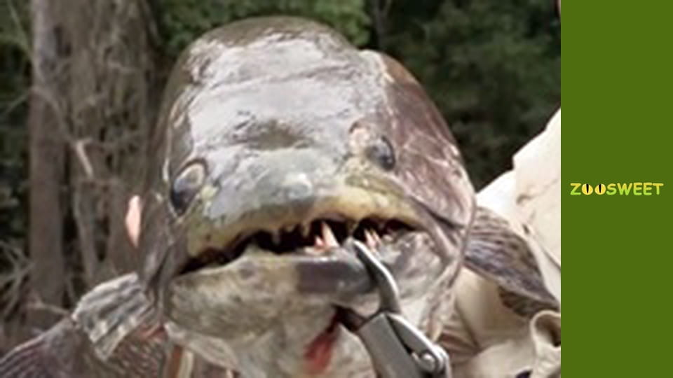 Fishing Expedition Amazonia Season 2 Episode 4