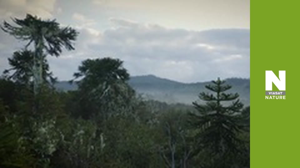 Roots of Life - The Last Stand