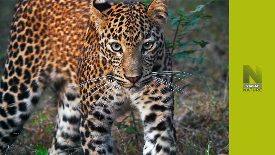 Спадщина тигра S1E2 - The Aspiring King of North Tadoba