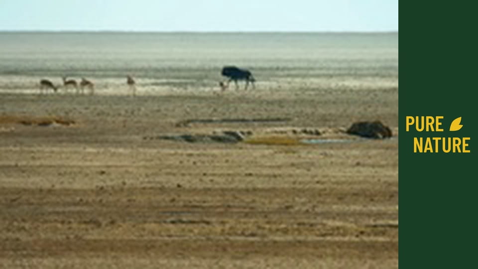 Afrika vadállatai: Oroszlánok