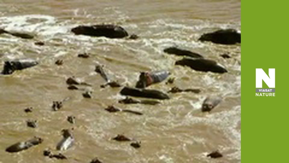 Massive Africa - Luangwa Valley