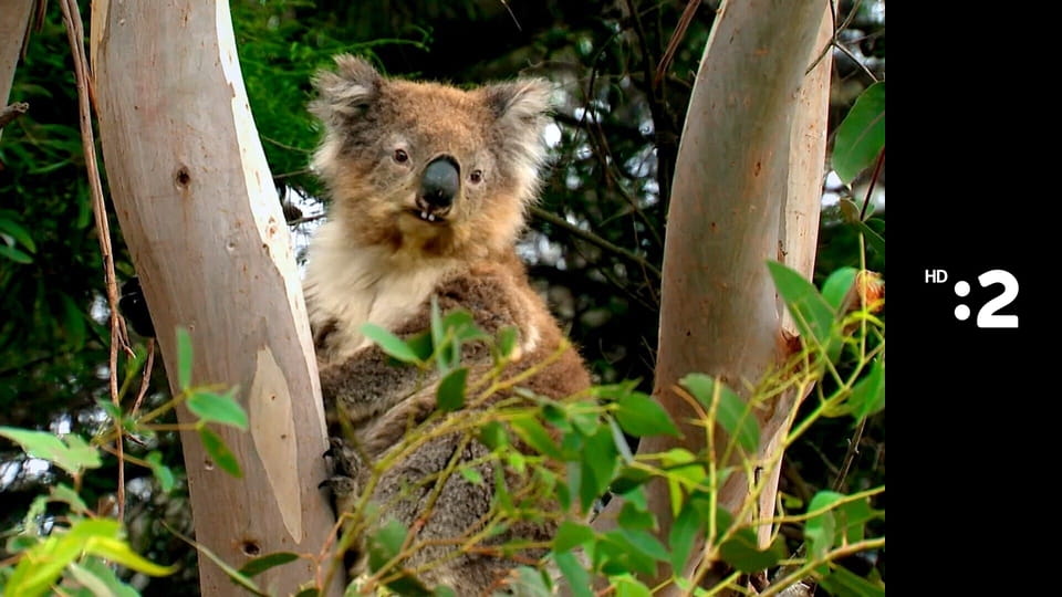 Čudná príroda E12
